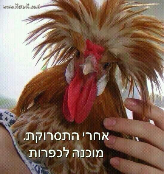 תמונת כפרות