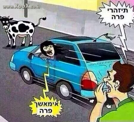 תמונת פרה