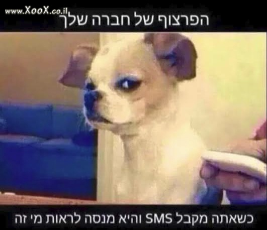 הפרצוף של החברה שלך