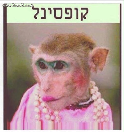 תמונת קופסינל