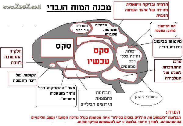 תמונת מבנה המוח הגברי