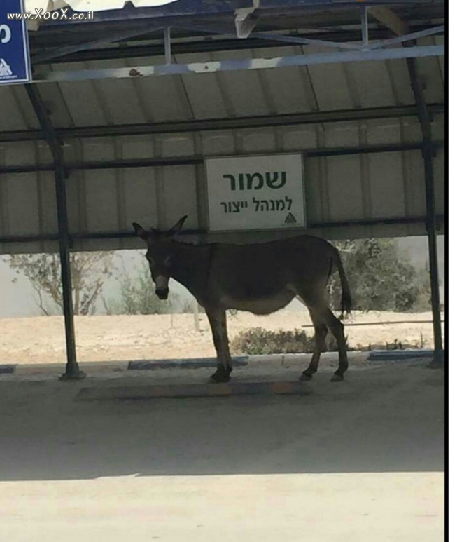 תמונת חנייה שמורה