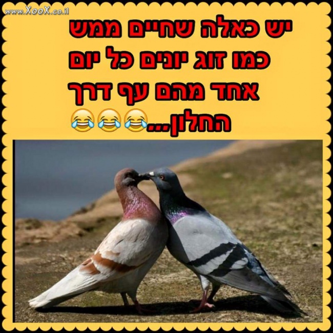 תמונת זוג יונים