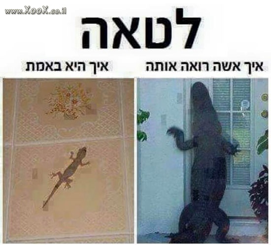 תמונת לטאה