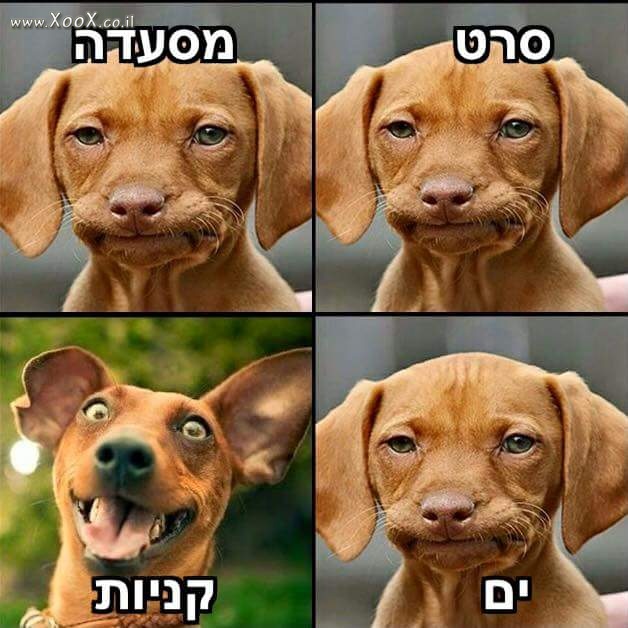 תמונת מצב רוח כלבי