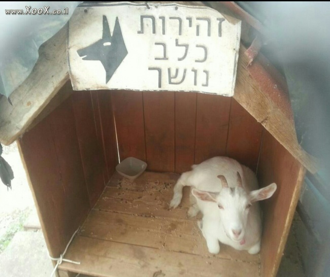 תמונת זה כלב נושך?