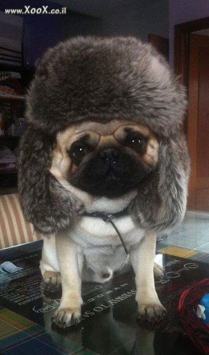 כלב רוסי