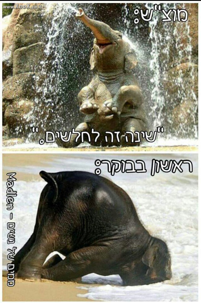 מוצ"ש ויום ראשון