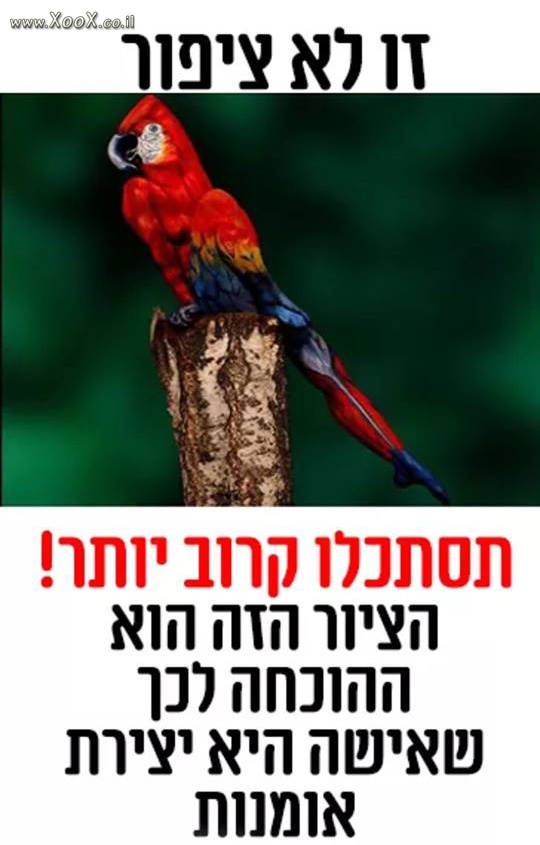 תמונת זה לא ציפור