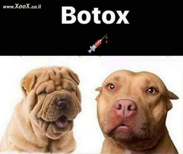 תמונת בוטוקס לכלב