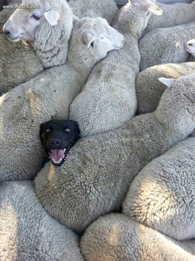 תמונת בין הכבשים
