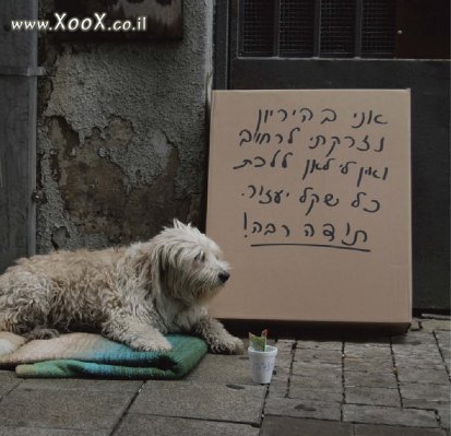 תמונת כלב הומלס