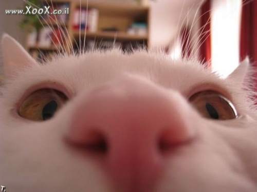 תמונת חתול מריח