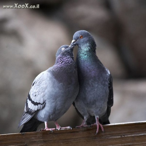 נשיקה צרפתית