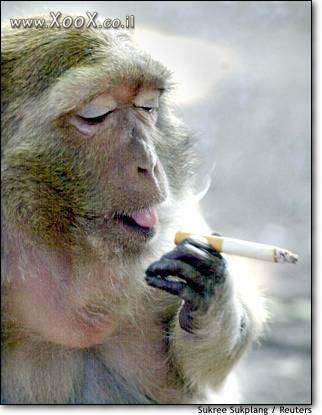 קוף מעשן