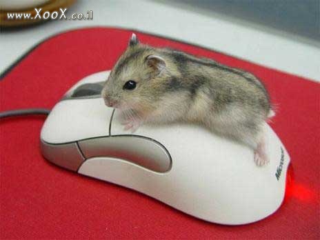 תמונת זוג עכברים