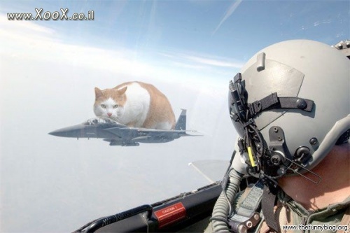 תמונת חתול טייס