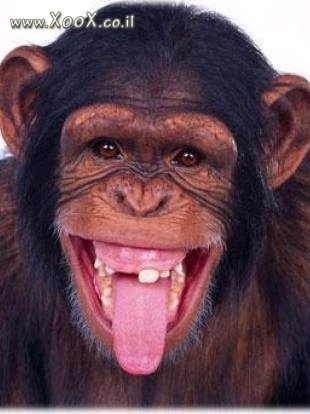 קוף עם בעיות שיניים
