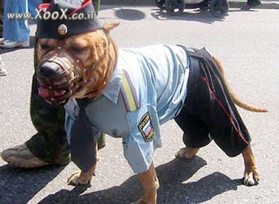 תמונת כלב משטרה