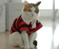 תמונות מצחיקות חתול מחוייט