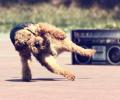תמונות מצחיקות Breakdance לכלב