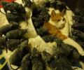 תמונות מצחיקות סיוטו של כל חתול