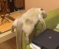 תמונות מצחיקות חתול שמן