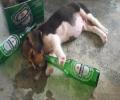 תמונות מצחיקות כלב שיכור