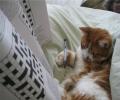 תמונות מצחיקות חתול פותר סודוקו