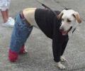 תמונות מצחיקות כלב בלבוש