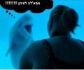 תמונות מצחיקות לוויתן מול דולפין