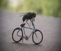 תמונות מצחיקות זבוב על אופניים