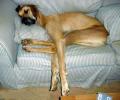 תמונות מצחיקות כלב ישן