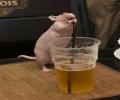 תמונות מצחיקות עכבר בסוטול מבירה