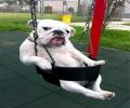 תמונות מצחיקות כלב מתנדנד