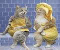 תמונות מצחיקות חתולות בספא