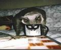תמונות מצחיקות חתול שותה