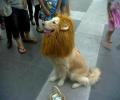 תמונות מצחיקות כלב מחופש לאריה