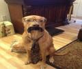תמונות מצחיקות עורך דין כלב
