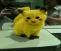 תמונות מצחיקות חתול צהוב