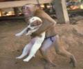 תמונות מצחיקות הקוף חברו הטוב של הכלב