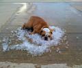 תמונות מצחיקות כלב הקרח