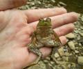 תמונות מצחיקות אחלה צפרדע