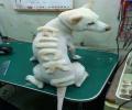 תמונות מצחיקות תספורת פאק יו לכלב