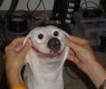 תמונות מצחיקות כלב סמיילי