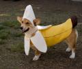 תמונות מצחיקות כלב בננה