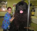 תמונות מצחיקות איזה כלב ענק