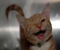 תמונות מצחיקות קריצת חתול