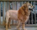 תמונות מצחיקות האריה של הכלבים