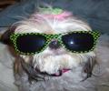 תמונות מצחיקות כלב עם משקפי שמש